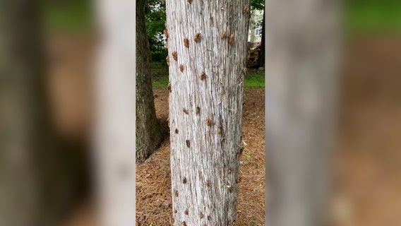 Billions of buzzing cicadas will emerge across multiple states this spring